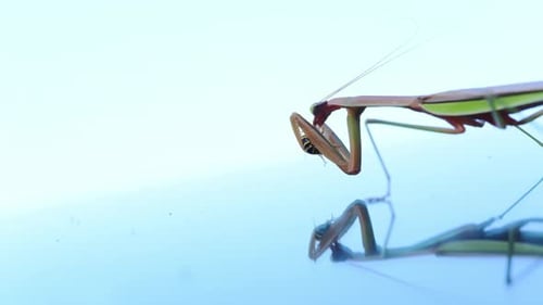 Praying Mantis Hunting and Eating a Wasp on a Smooth Reflective Blue Surface Insect Sharp Forelegs