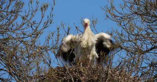 Schlafsaalbaum mit ausgewachsenen Weißstörchen (Ciconia ciconia), im Nest, Camargue, Südfrankreich