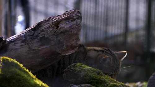 close up of big cat exploring in the woods, european wildcat (Felis silvestris silvestris) in green