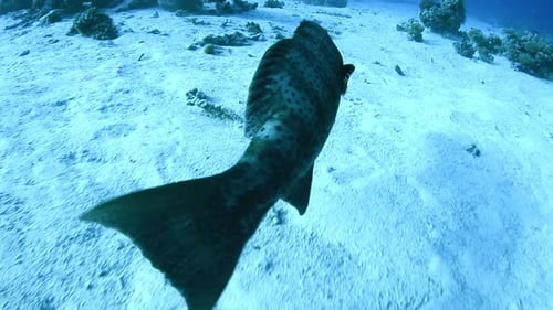 sea cod grouper fish swilling slowly in the ocean