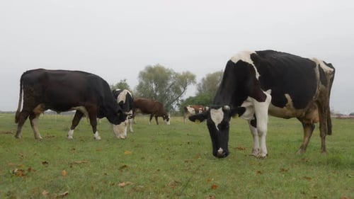 Herd Holstein dairy cows graze in the field. Cattle are grazing in the pasture.