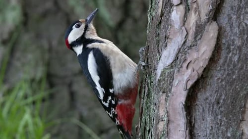 Spotted woodpecker puts a bean in a tree for later. Close up shot.