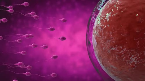 Microscopic Sperm Cells Fertilizing Human Egg 3D Animation