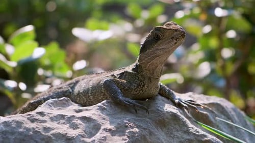 Lézard prenant un bain de soleil sur un rocher