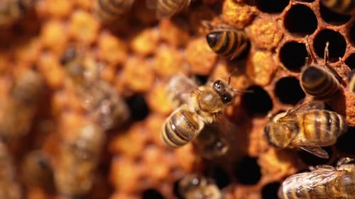 Busy bees coming back with pollen to their hive.