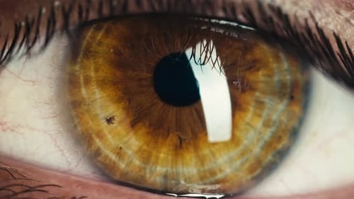 Braune Iris Eye Nahaufnahme