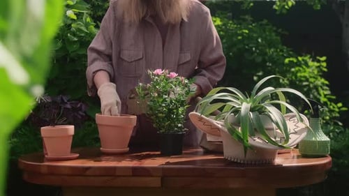 Gardener potting plants in a lush green garden