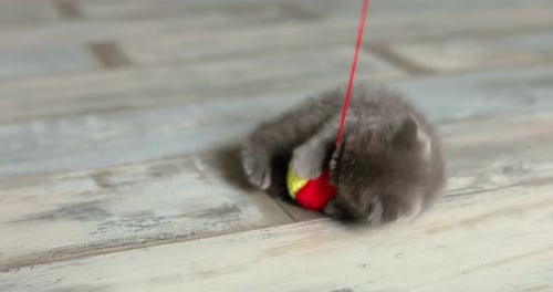 Süßes verspieltes schottisches faltgraues Kätzchen, das zu Hause mit Ball spielt