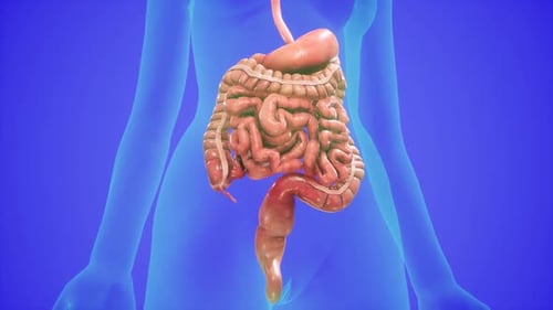 3D-Illustration des menschlichen Verdauungssystems