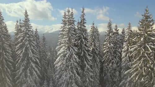 Aerial View of Tall Pine Trees Covered with Fresh Fallen Snow in Winter Mountain Forest on Cold