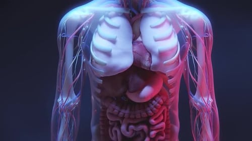 3D Medical Animation of Human Body Anatomy and Organs