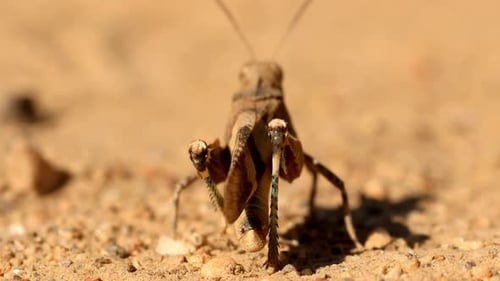 Braunheuschrecke, die sich im Dreck bewegt, Nahaufnahme