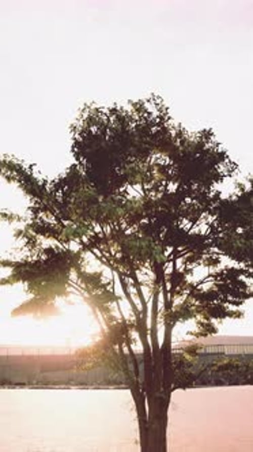 Sunset Glow Behind a Lone Tree By the Waterfront