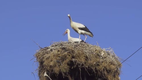 Close up shot of three storks standing in a nest between wires with blue sky background