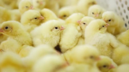 Close Up of Many Yellow Baby Chicks