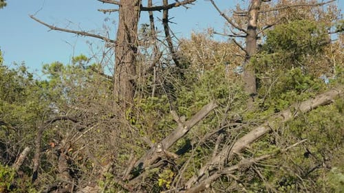 Dried Leafless Tree Trunks in Summer Sunbeam Outdoors Sick Dead Plants in Sunshine