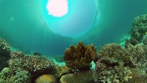 Coral Reef and Tropical Fish Philippines