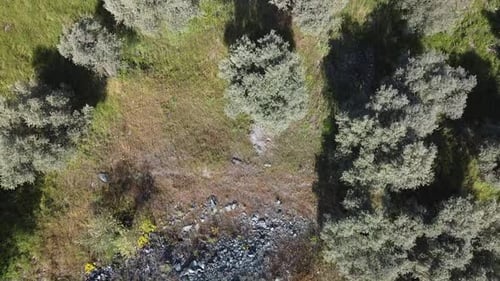 Luftaufnahme von Olivenbäumen und Hügeln per Drohne