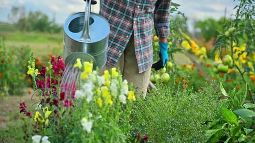 Closeup of Watering Can in Hands Watering Flowers and Herbs in Summer Garden