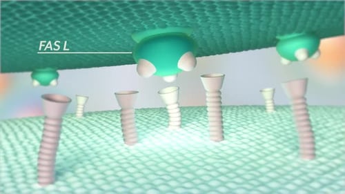 3D illustration of Fas ligand binding to cell surface receptors