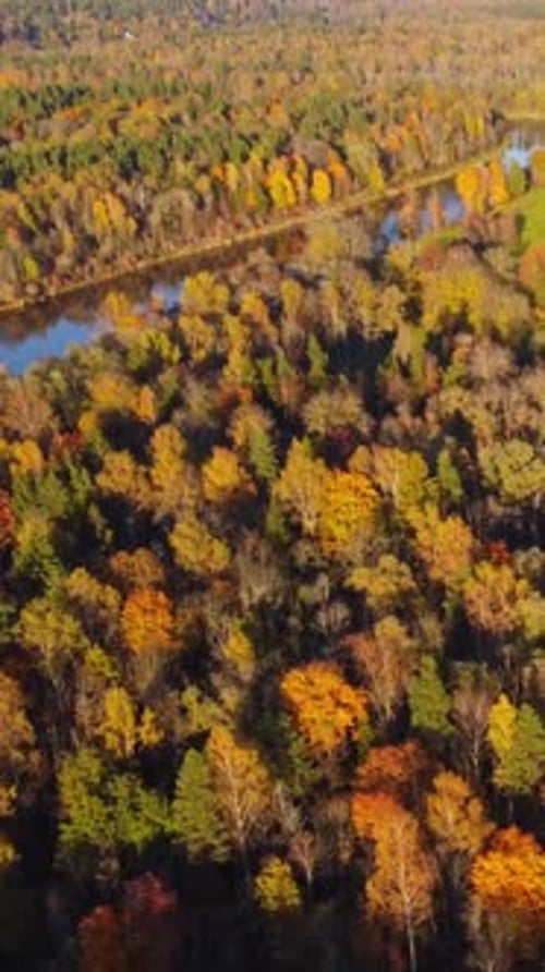 Colorful autumn treetops and river in Sigulda Latvia captured from above in bright fall sunlight
