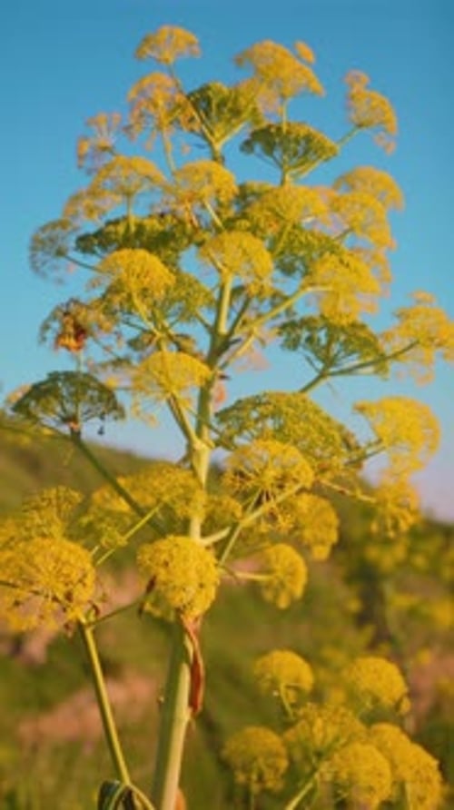 Plante Ferula communis dans la nature calabraise