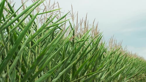 A close up of corns in a rural town Missouri