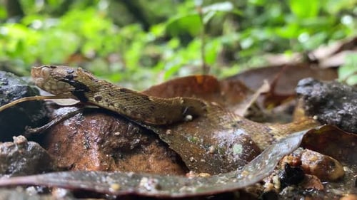 Pit viper Jararaca (Bothrops jararaca) snake eye detail and head moving slowly on forest floor