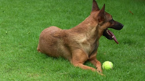 Close up shot of a tired Belgian Shepherd, canis lupus familiaris resting and lying on the ground wi