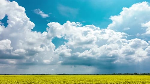 Clouds Time Lapse Over a Yellow Flower Field