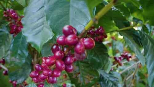 A coffee plant filled with red ripe coffee beans fruit in a windy field.