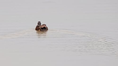 Swimming away towards the middle of the lake as seen from its back, White-winged Duck Asarcornis scu