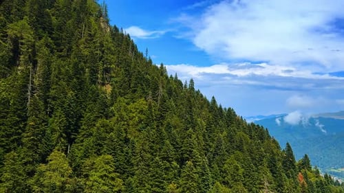 Thick evergreen pine tree woods covering the slope of the mountain.