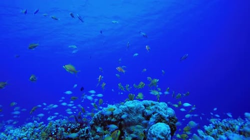 Underwater Sea Coral Reef