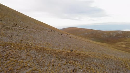 Una manada de cabras gamuzas salvajes corriendo en el monte Olimpo, Grecia