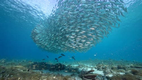 Seascape with Bait Ball, School of Fish, Mackerel fish in the coral reef of the Caribbean Sea