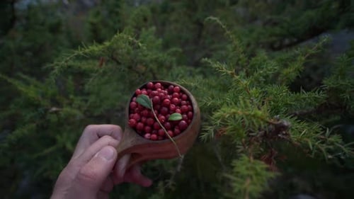 Photo en POV de airelles récoltées dans une forêt de pins boréaux en Finlande