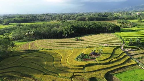 Beautiful morning view indonesia Panorama Landscape paddy fields with beauty color and sky natural