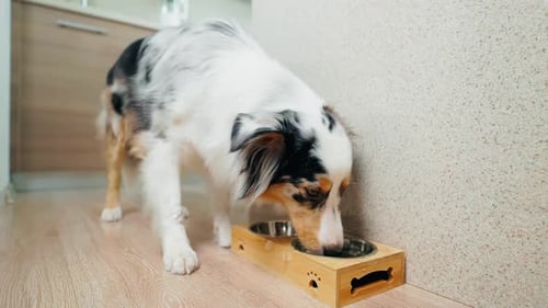Cute Dog Eating Food Indoors