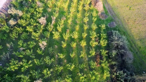 Aerial Small Pine Trees
