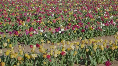 Multicolored Tulips Blossom on Rural Plantation in Spring