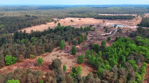 Aerial View of Forest Landscape in the Daytime