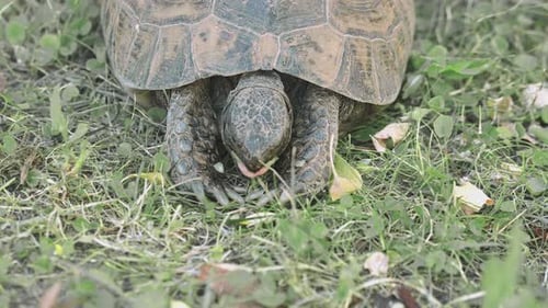 Turtle Eating 001