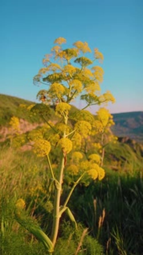 Plante jaune Ferula communis dans la région de Calabre en pleine nature