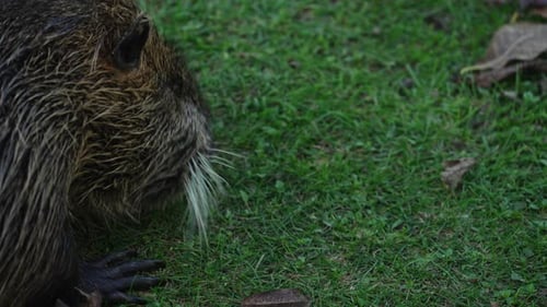 La nutria gris come piñas y hojas secas de la hierba. El animal también se llama coipo