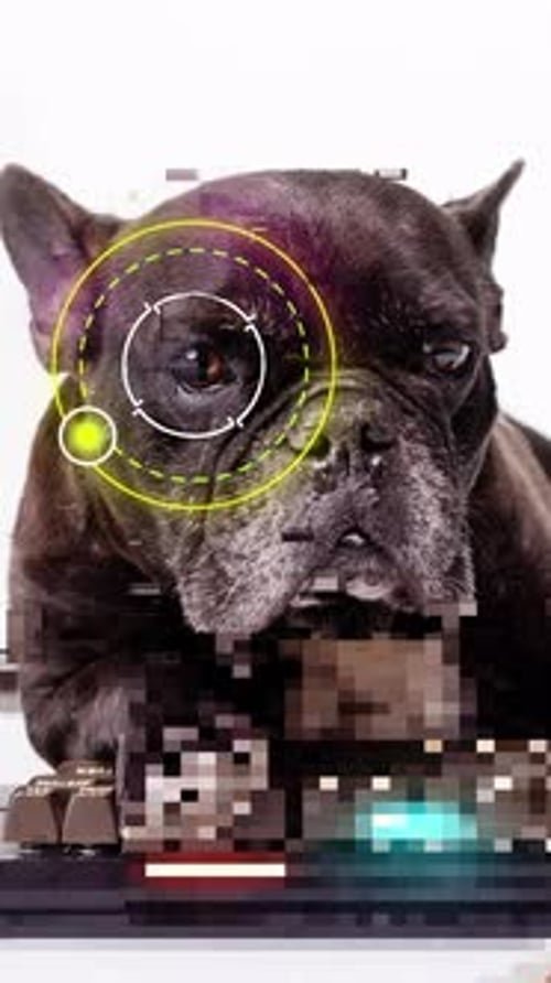 Dog Hacker avec un clavier piratant en mode vertical