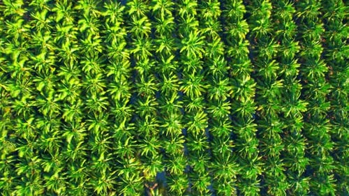 Aerial view over the large coconut and palm oil plantation