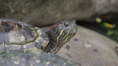 Gros plan d'une tortue à oreilles rouges éclatante, mettant en valeur une carapace détaillée et des marques distinctives