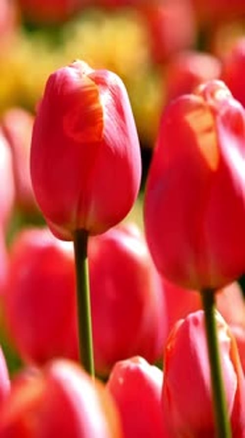 Blooming Tulips in Flower Garden Lisse the Netherlands