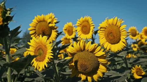 Sunflower Field Under Blue Sky
